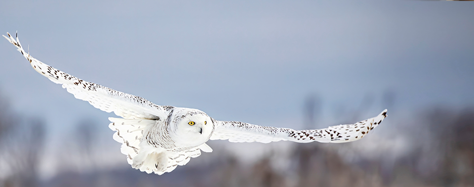 Snowy Owl